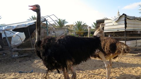 One ostrich was killed. The others remain in their pen in need of food to be provided to them by the staff.