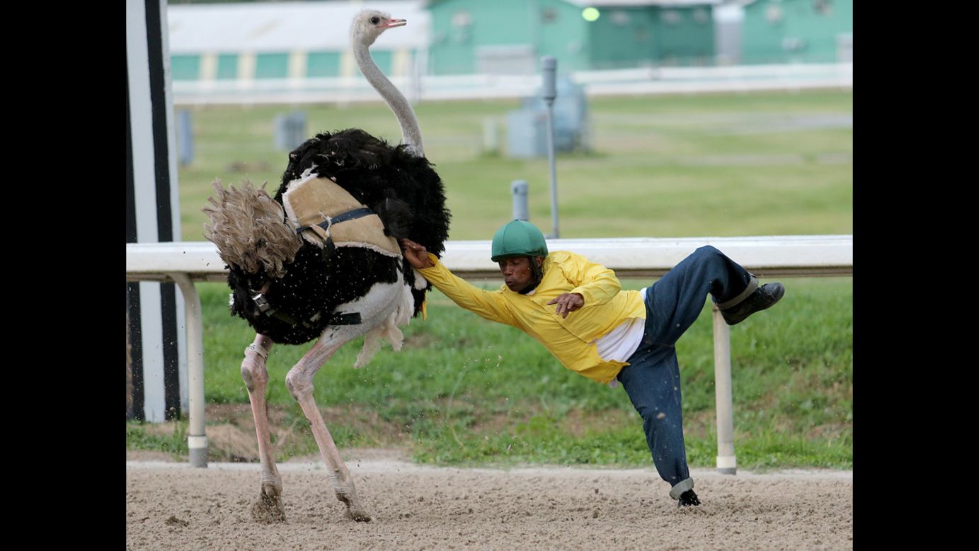 Jermart Brady is thrown from ostrich Rosie Na-Ostrich during exotic animal racing Saturday, August 16, at the Fair Grounds Race Course in New Orleans. Zebras raced there earlier in the day.
