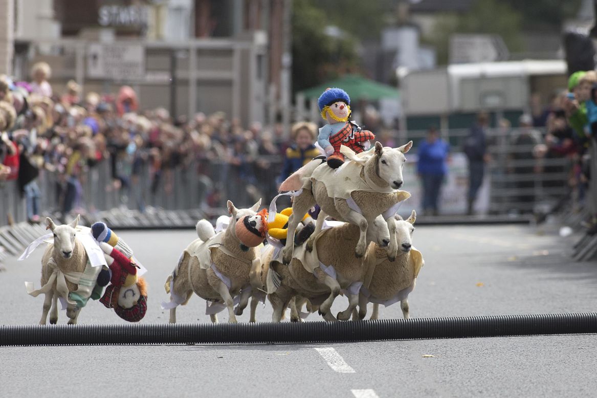 Sheep race in the streets of Moffat, Scotland, during the third annual Moffat Sheep Races on Sunday, August 17. Woolen jockeys are placed on the sheep for the race, which celebrates the town's wool industry.