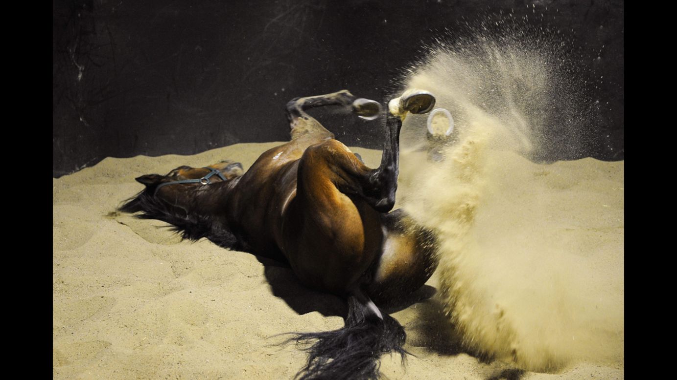 Spillway enjoys a roll in the sand after a training session Thursday, August 14, at Flemington Racecourse in Melbourne.