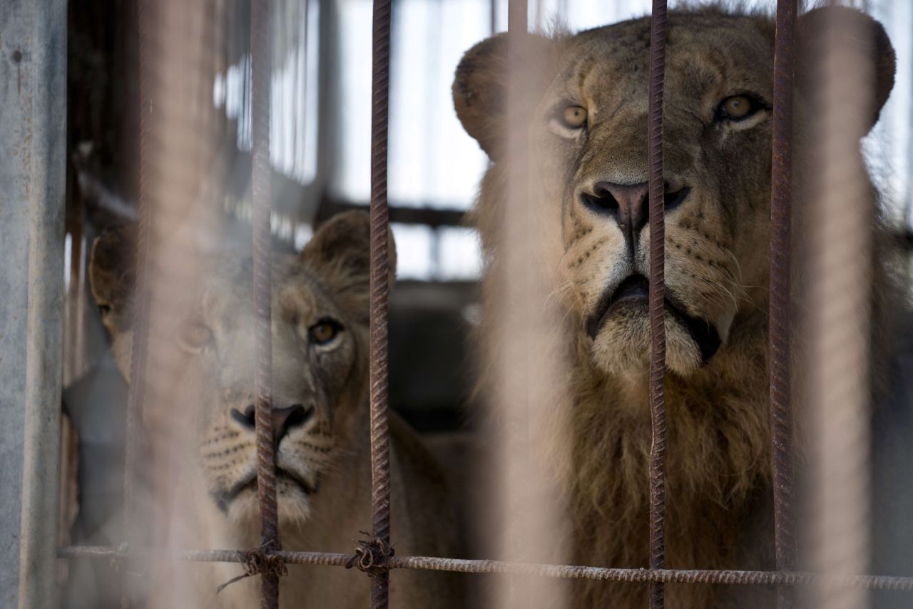 A lion and lioness look on from inside their cage. CNN understands from Israeli sources that the military believes there may have been a number of Hamas rocket launchers in the area of the zoo.