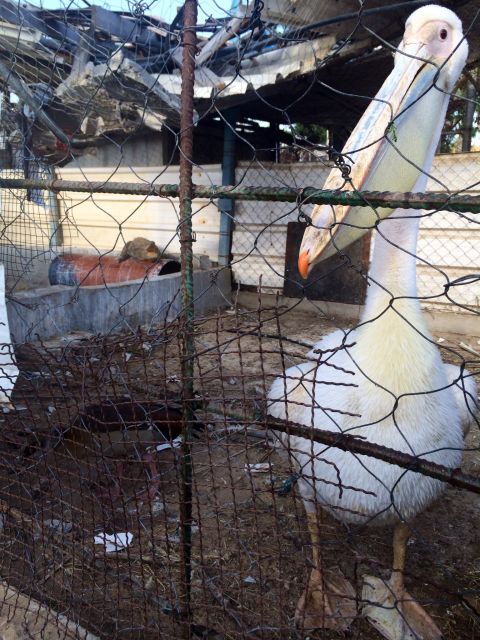 The CNN crew found a duck, a pelican and a crocodile sharing a cage at the zoo. 