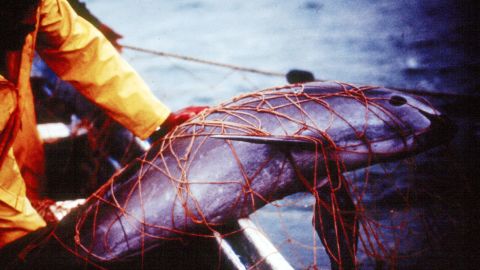 A vaquita trapped in a fishing net at the Gulf of California, Mexico. 