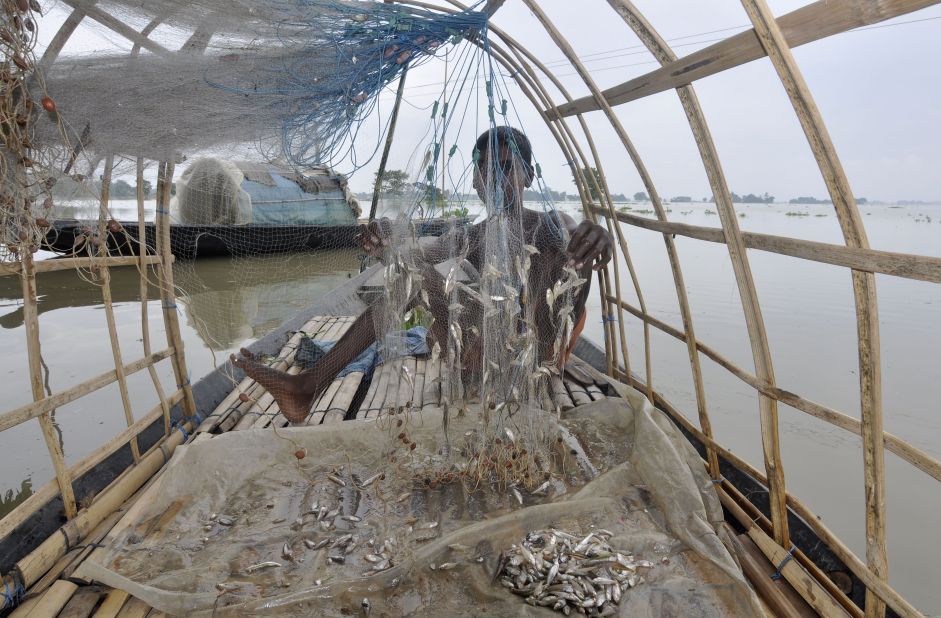 An Indian fisherman removes fish from his nets in the flood-affected village of Balimukh.