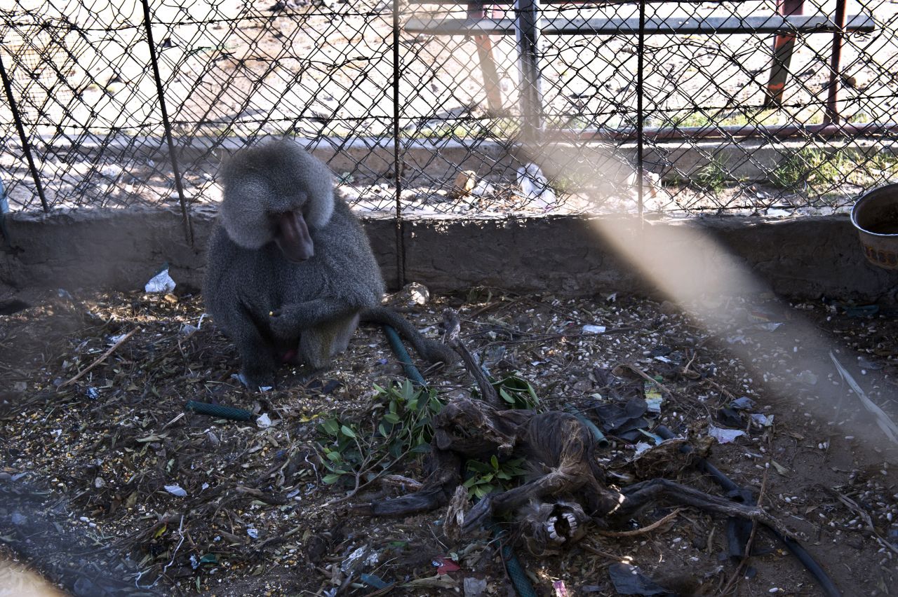 A baboon looks at the carcass of a family member at a zoo in Gaza, on Thursday, August 14. The zoo was almost completely destroyed during the Israel-Hamas conflict.