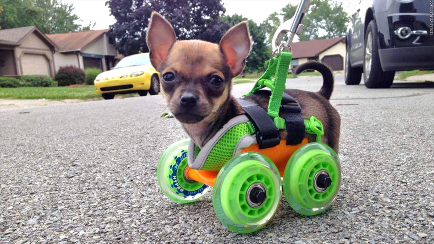 Silla de ruedas para cachorros  