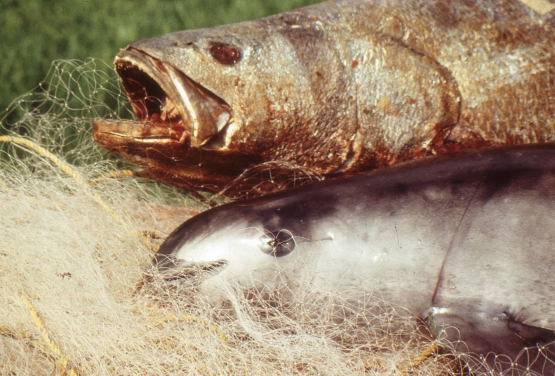 A totoaba, top, and a vaquita.