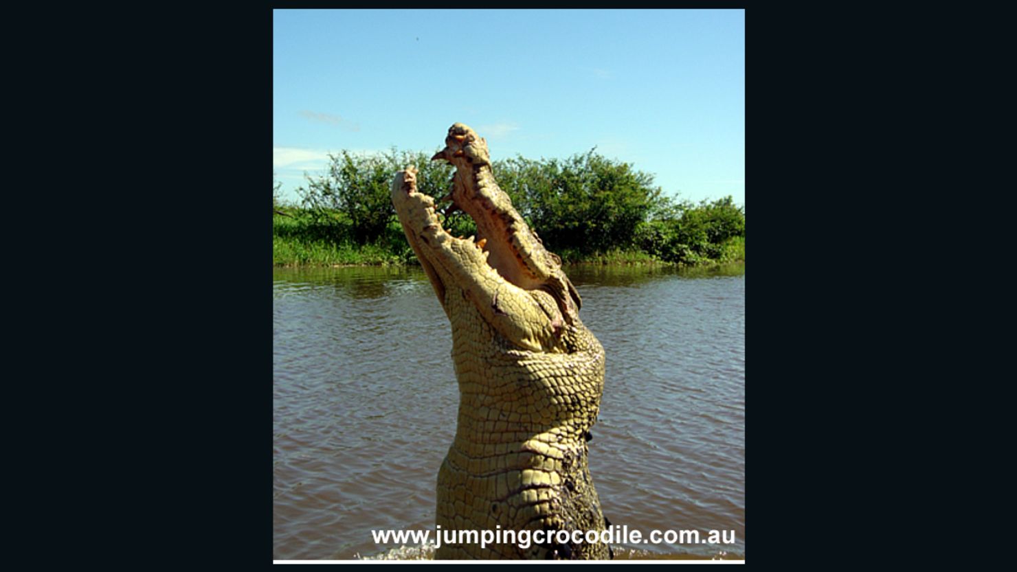 Saltwater crocodile "Michael Jackson" on Australia's Adelaide River. Picture courtesy of Spectacular Jumping Crocodile Cruise.