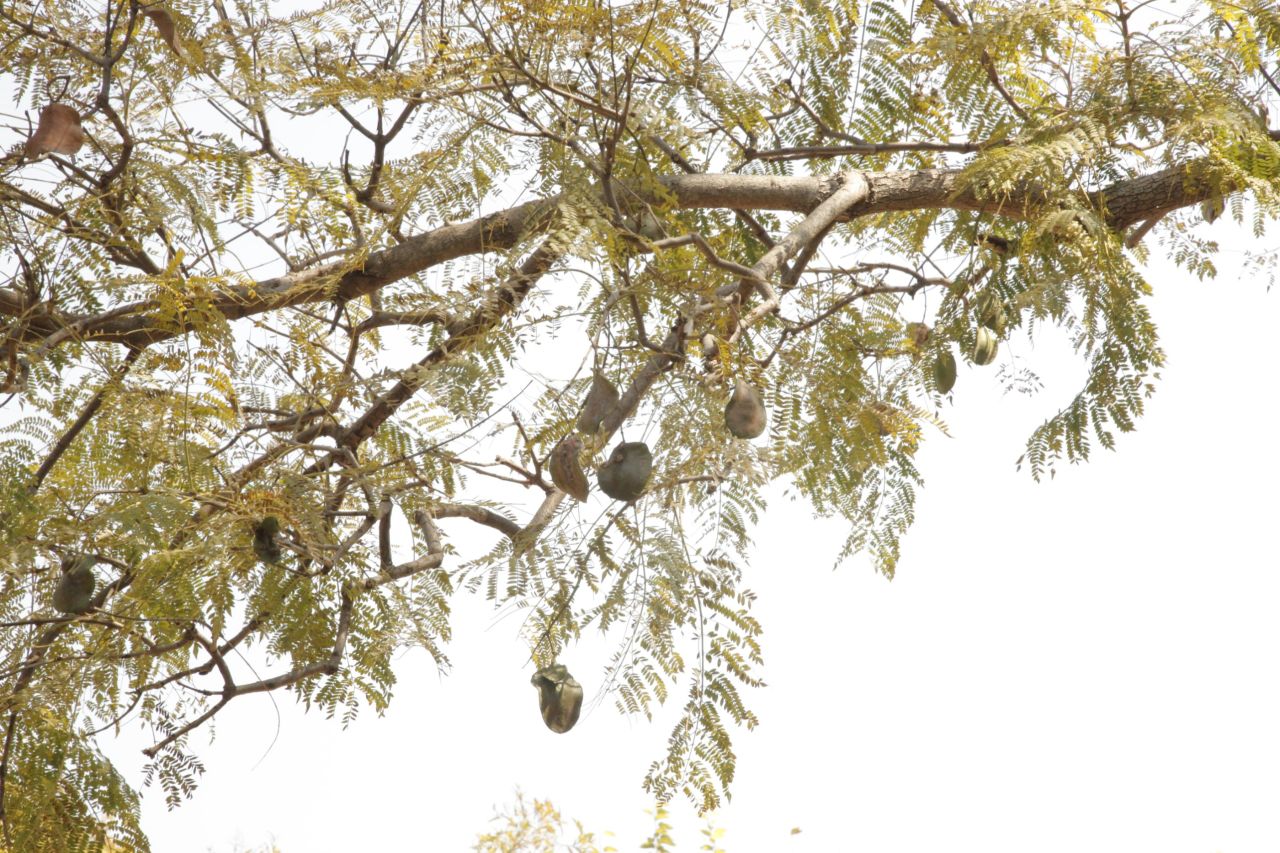 The Jacaranda tree, perched conveniently outside of Fredman's office, is known for its woody seeds that are a huge 5cm in diameter.  These pods are frequently used in her designs, adding an earthy feel to her work. 