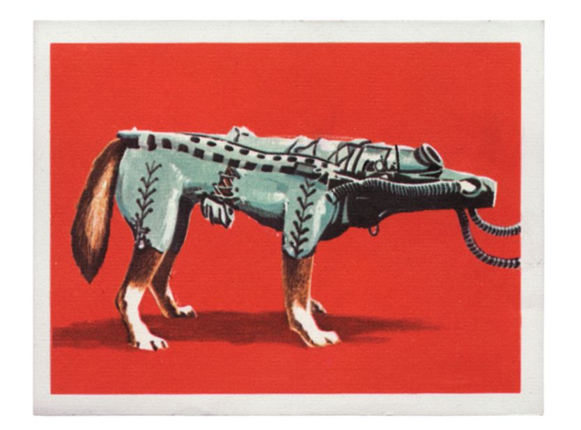 The text on the reverse of this Chocolate card (1964) explains how dog astronauts helped man explore the physical effects of space flight.<br />