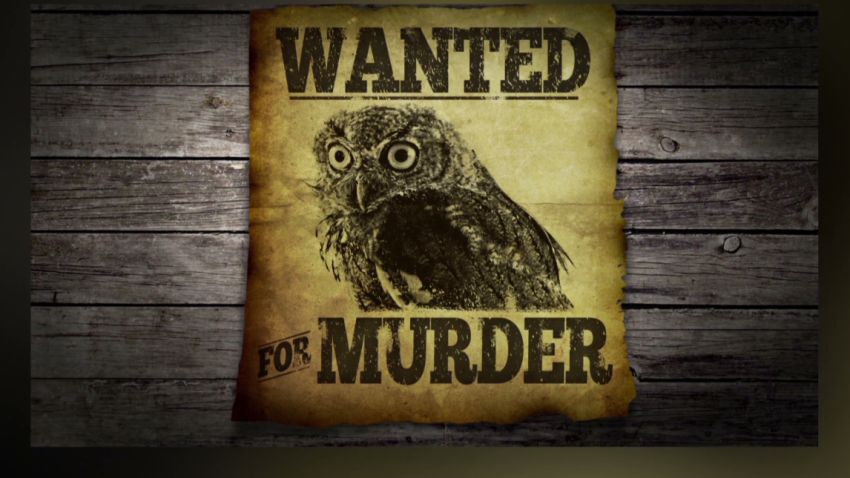 erin pkg moos owl murders canary_00000320.jpg