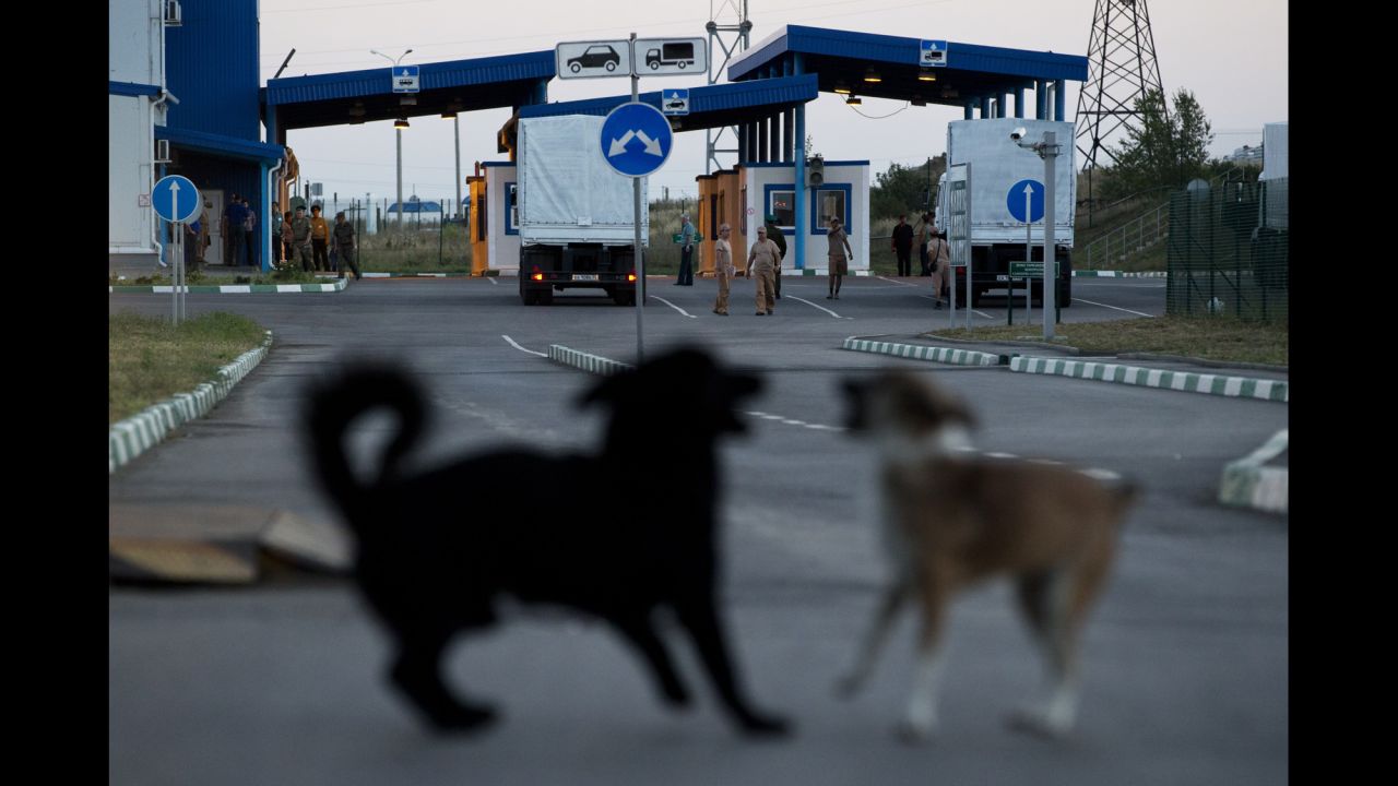 Dogs play together as a Russian convoy carrying aid supplies stops at a border control point with Ukraine on August 20.