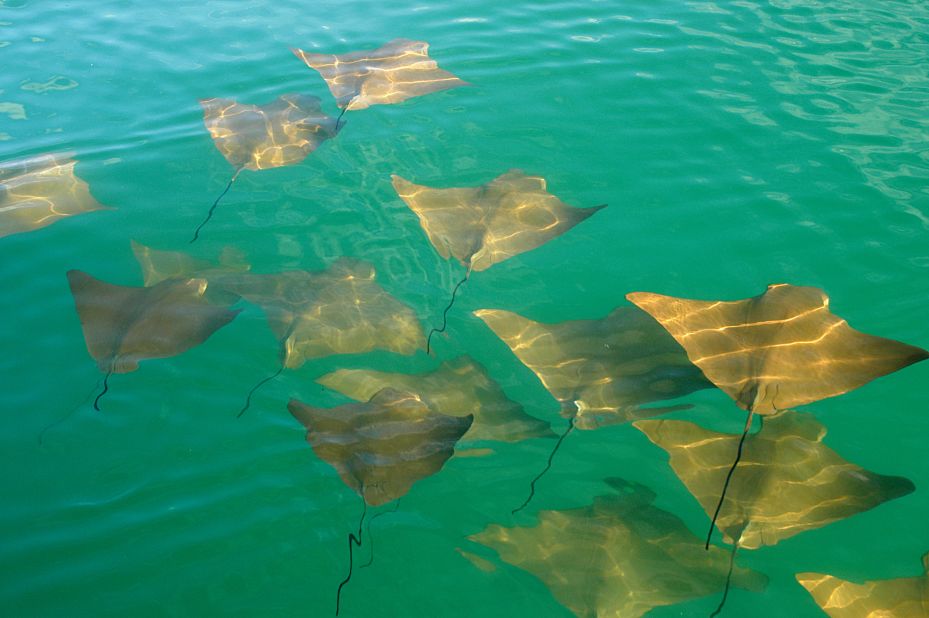 In the cold season you can witness golden rays schooling to mate in the Galapagos.