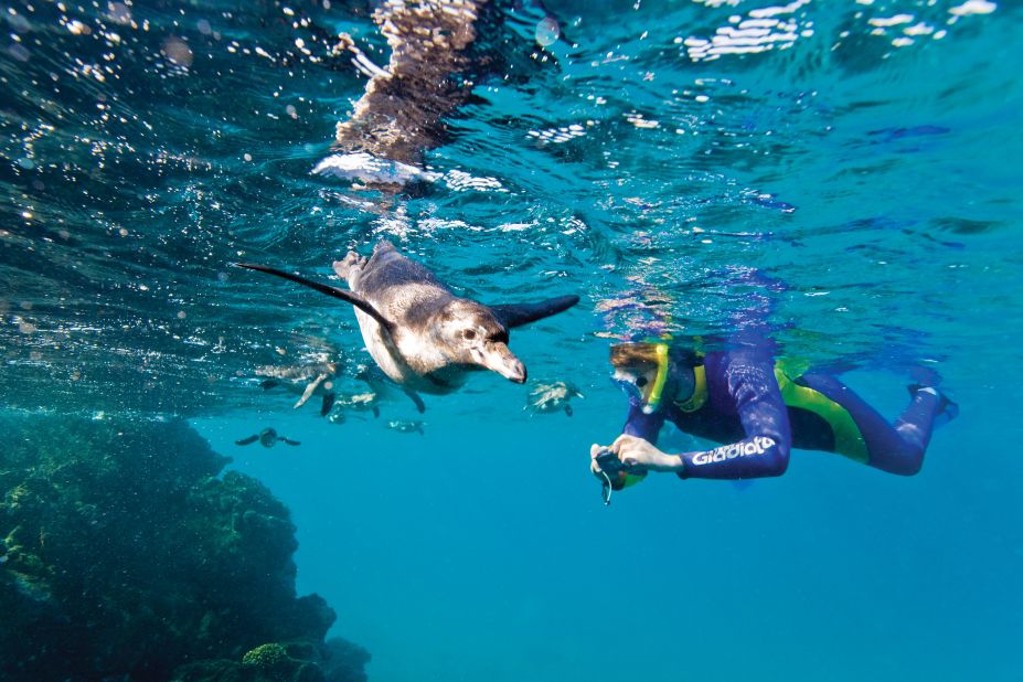 Galapagos penguins are the only members of their species found in the northern hemisphere and are endemic to the archipelago. 