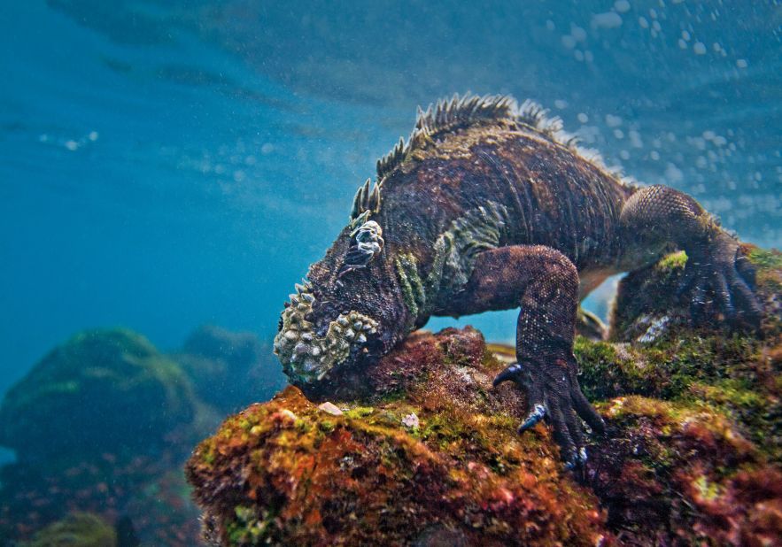 Many of the main islands of the Galapagos have their own subspecies of marine iguanas. Unlike other iguanas, they feed exclusively underwater on algae.