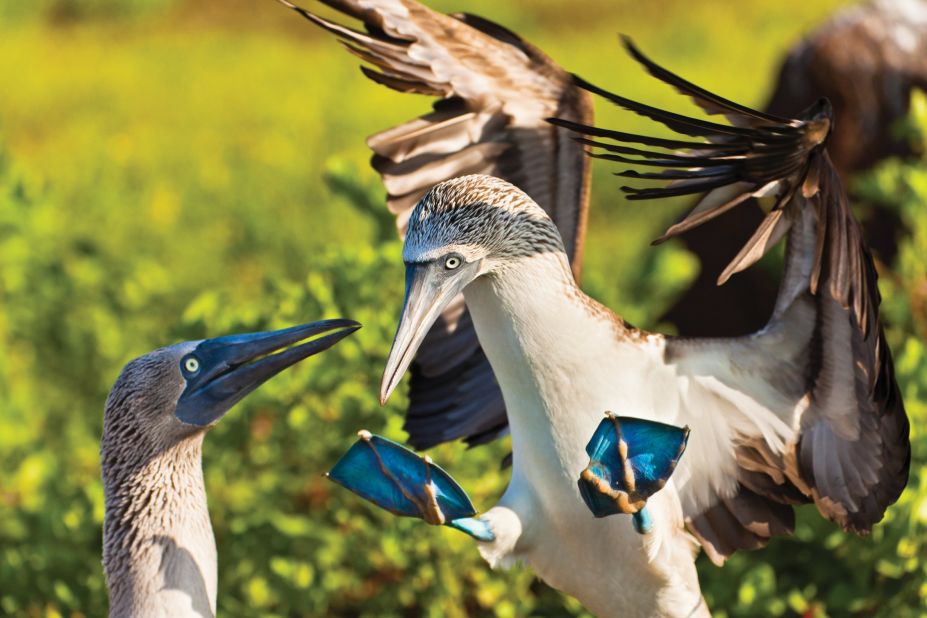 The blue-footed booby has a giggle-inducing name that actually comes from the Spanish word for fool or clown. Not only are they clumsy on land -- like other seabirds -- they're also considered foolish for their apparent fearlessness.