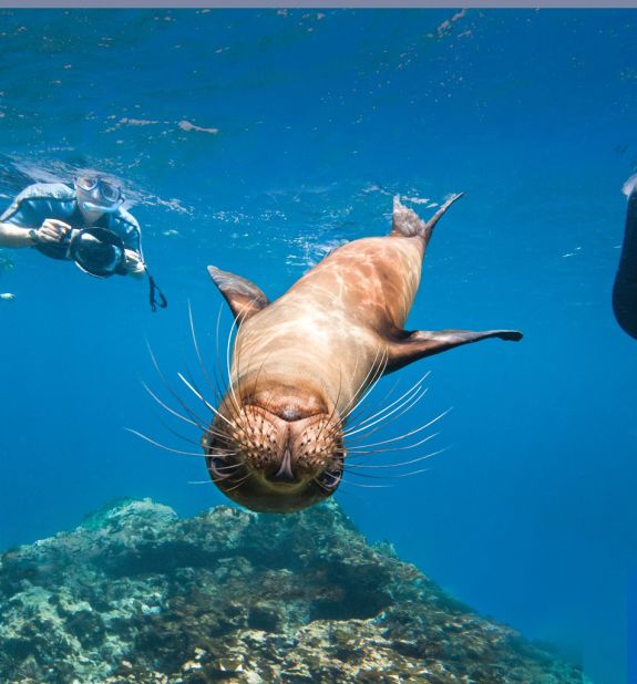 If you're lucky, you may find yourself snorkeling with sea lions. They don't bite. Well, maybe just a nibble, says naturalist Giancarlo Toti.