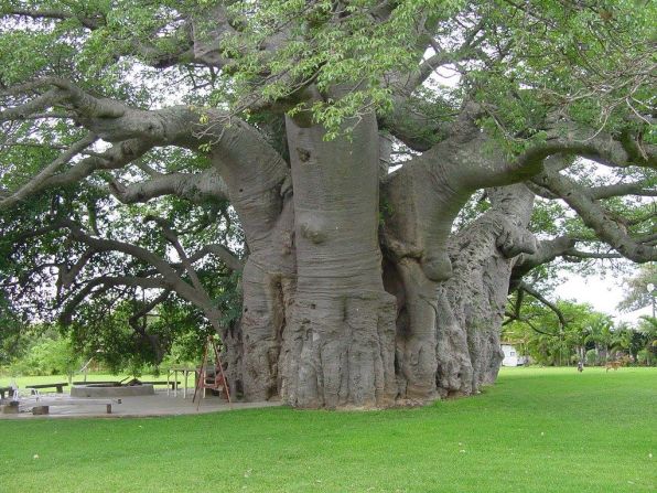 Located near Modjadjiskloof in South Africa's Limpopo province, the Sunland Baobab Estate is home to the famous Baobab Tree bar.