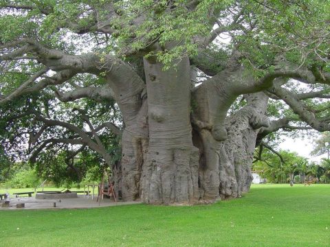 An icon of the African savannah. These trees represents the oldest living organism in Africa. Some have been around since before the time of the ancient Greeks. 