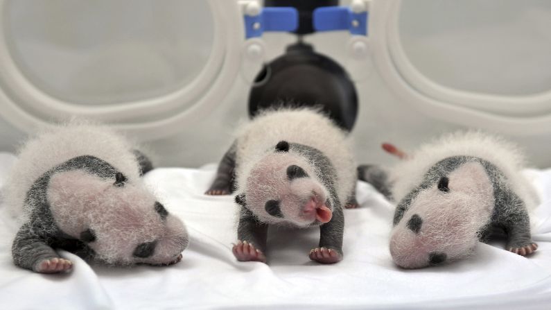 Newborn panda triplets are seen inside an incubator at the Chimelong Safari Park in Guangzhou, China, on Sunday, August 17. According to local media, this is the fourth set of panda triplets born with the help of artificial insemination procedures in China.