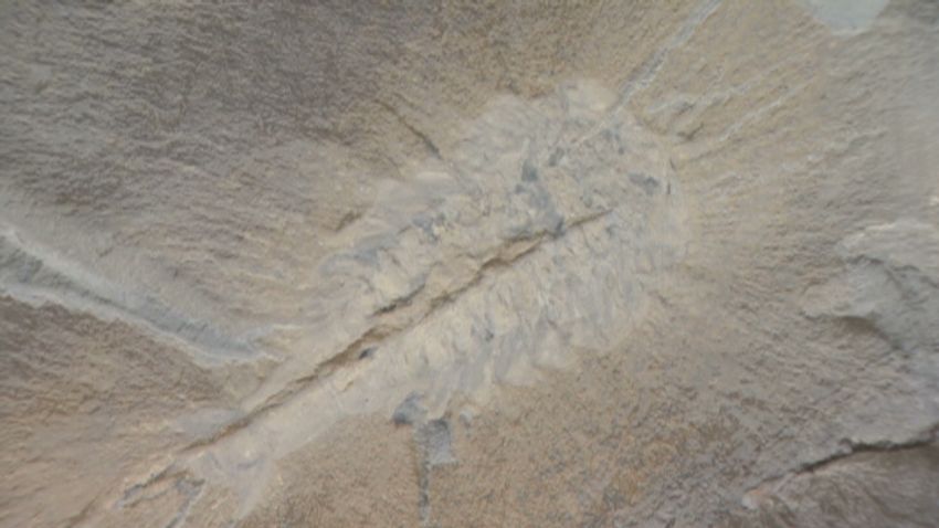 dnt fossils unknown species discovered_00021015.jpg