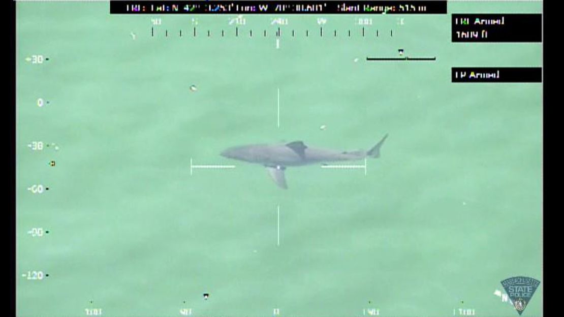 A 12-14 foot great white shark was spotted off the coast of Duxbury, Massachusetts. State Police temporarily closed the beach to swimmers.