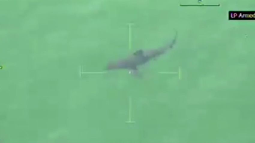 dnt great white shark spotted massachusetts _00000922.jpg