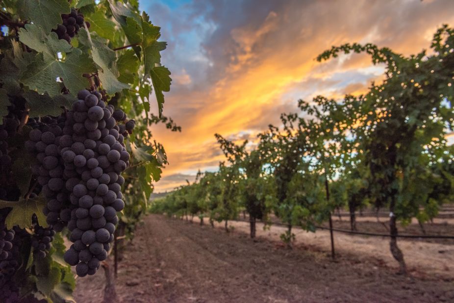Napa Valley was designated the first American Viticultural Area in California in 1981. About 30 miles long and ranging from one to five miles wide, it's about one-eighth the size of Bordeaux.