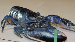 pkg teen catches blue lobster_00003529.jpg