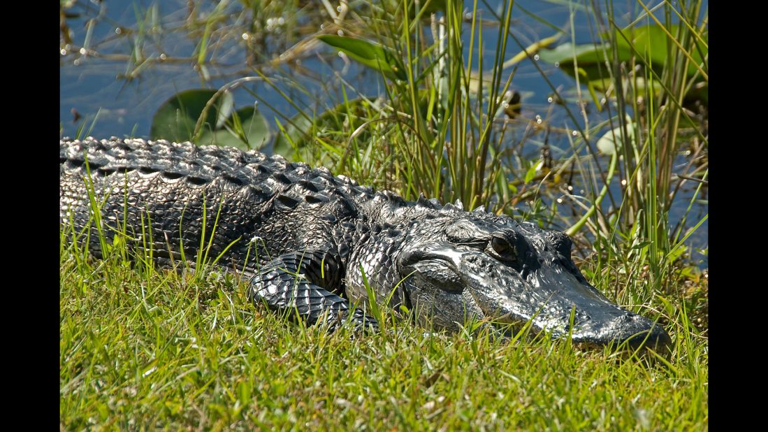 Everglades National Park in Florida is the largest protected wilderness area east of the Mississippi River.
