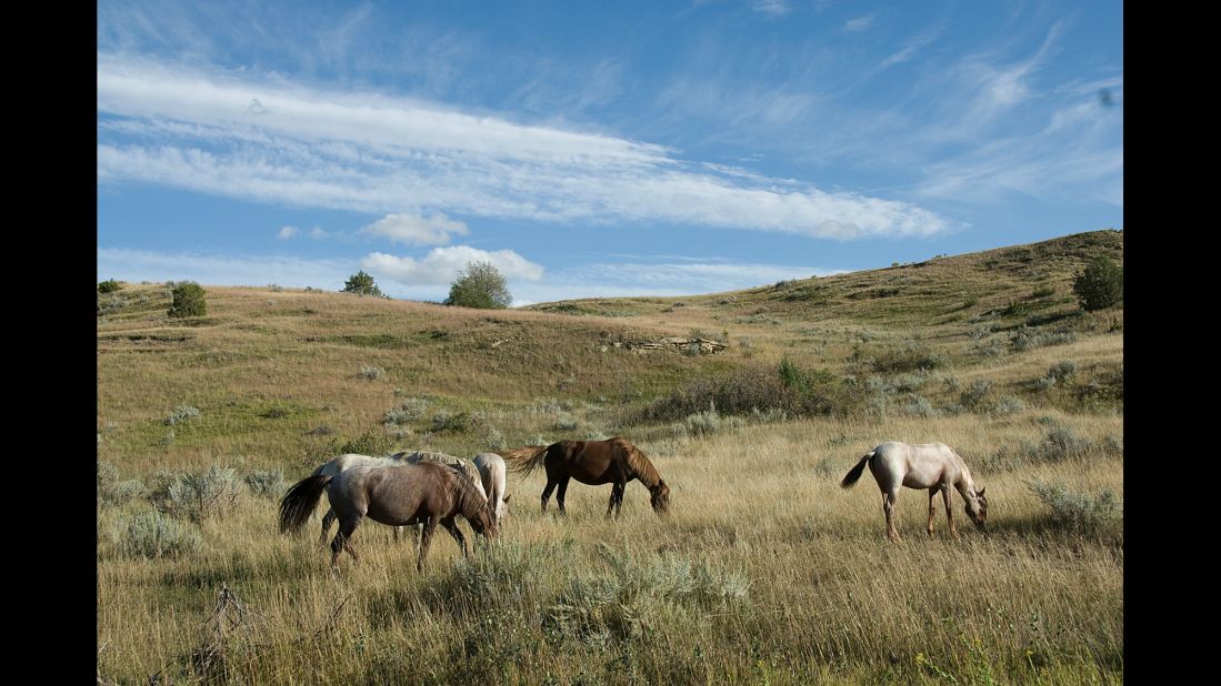 Because North Dakota's Theodore Roosevelt National Park manages a herd of about 100 feral horses, visitors can experience the badlands as it was when Theodore Roosevelt visited for the first time in 1883. 