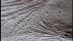 dnt fossil shows evidence of muscles_00011812.jpg