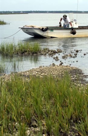 More than 600,000 crabs are captured each year to "donate" around 30% of their blood. 