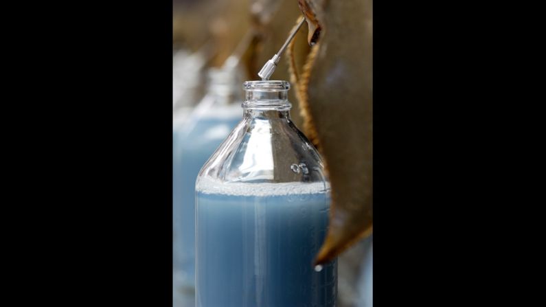 Limulus amebocyte lysate (LAL), a reagent which is extracted from the horseshoe crab's blue blood, can detect just one picogram of harmful bacterial endotoxin per milliliter -- equivalent to one grain of sand in an Olympic-size pool.