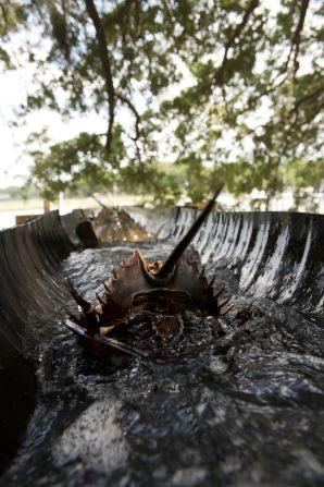 Once part of their blood has been collected the crabs are returned to the sea. Charles River has discovered ways to reduce the amount of LAL needed to perform testing and says it returns the crabs to sea with minimal disruption.