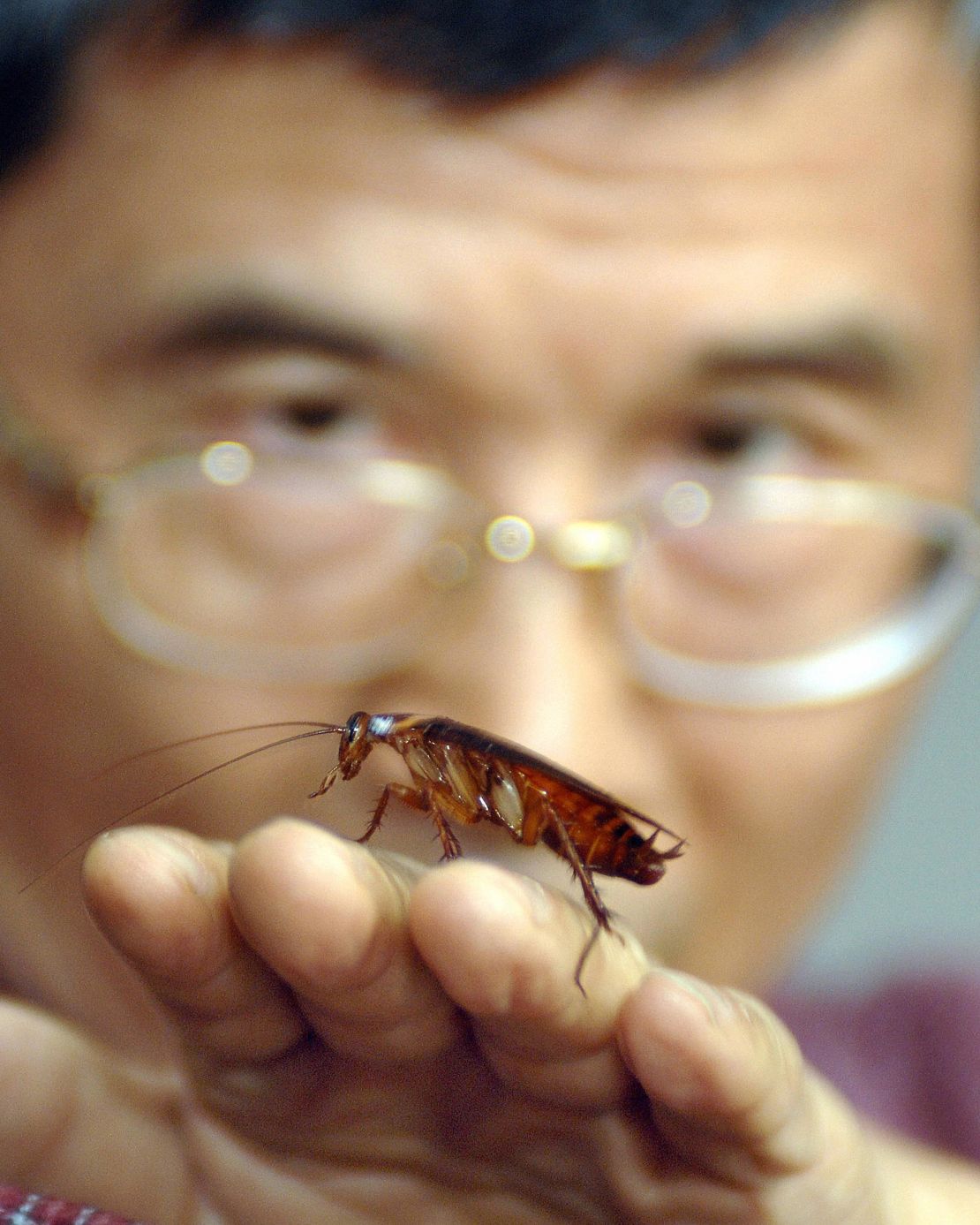 The cockroach is one of the hardiest creatures on the planet; it can live for a month without food.