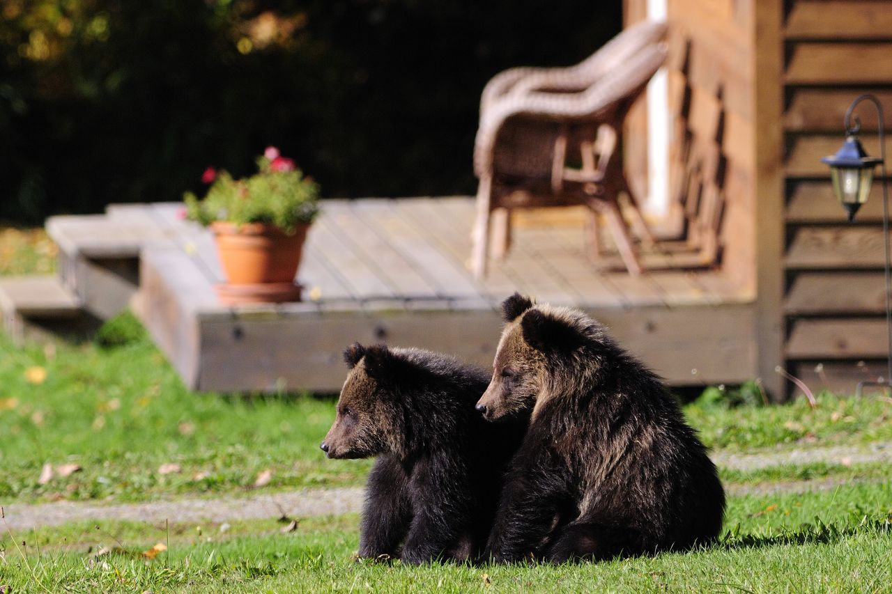 Professional guides can help you track down grizzlies in the valley. But if you're really lucky, the bears come to you at Tweedsmuir Park Lodge.