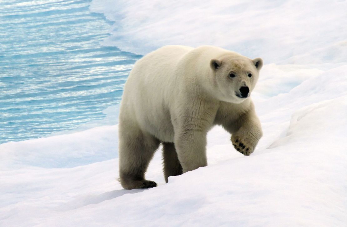arctic sailing polar bear