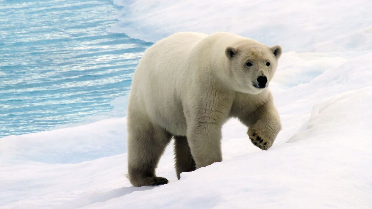 arctic sailing polar bear