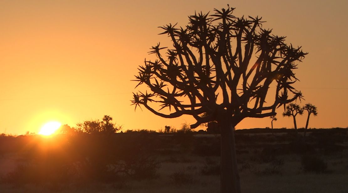 Most treks make a stopover in the Quiver Tree Forest, 124 miles outside Fish River Canyon. The quiver tree (pictured) is a unique species of aloe that only grows in southern Namibia.