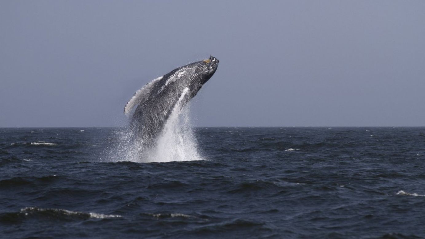 A humpback whale breaches the water 3 miles off New York City's Rockaway Beach on Sunday, August 31.