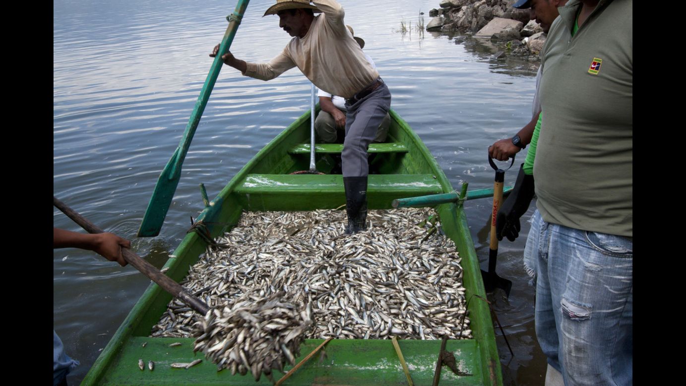 Fisherman collect dead fish Monday, September 1, at the Cajititlan lagoon in Tlajomulco de Zuniga, Mexico. At least 48 tons of fish have turned up dead at the lagoon, and authorities are investigating the cause.