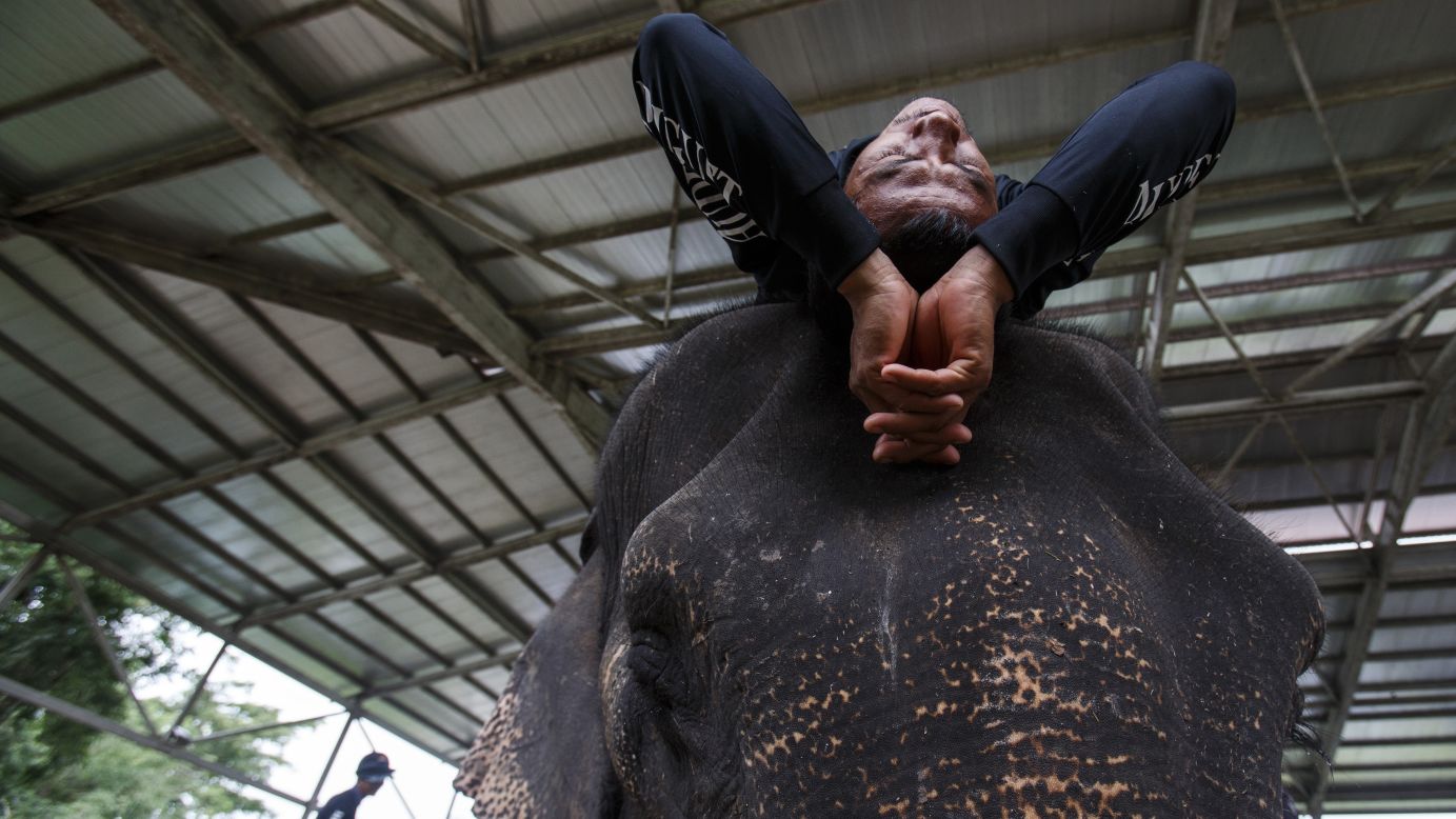A mahout lies over his elephant Saturday, August 30, before a match at the King's Cup Elephant Polo Tournament in Thailand's Samut Prakan province. Sixteen teams representing 40 nations took part in the charity event, which raised money for elephant conservation.
