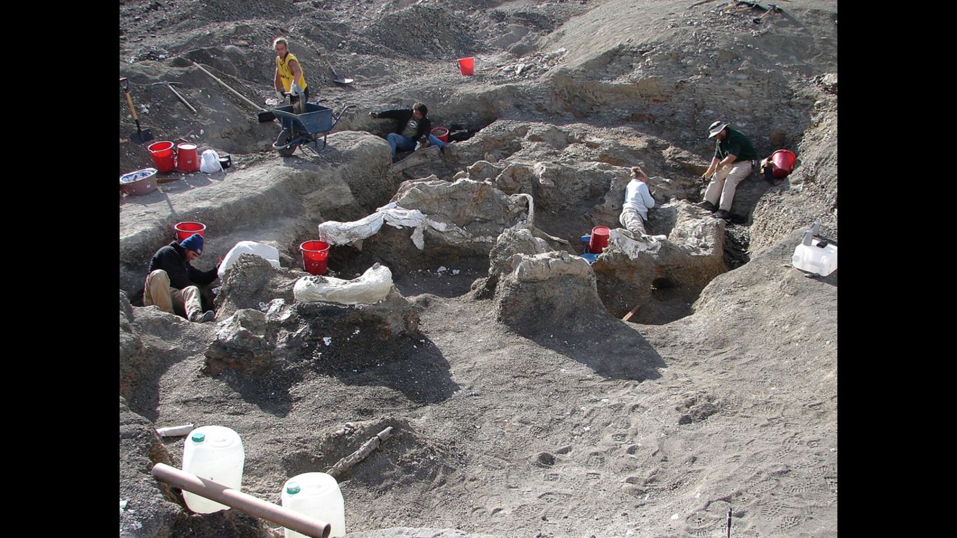 Teams worked for parts of five years in Argentina's southern Patagonia region to unearth the remarkably well-preserved specimen.