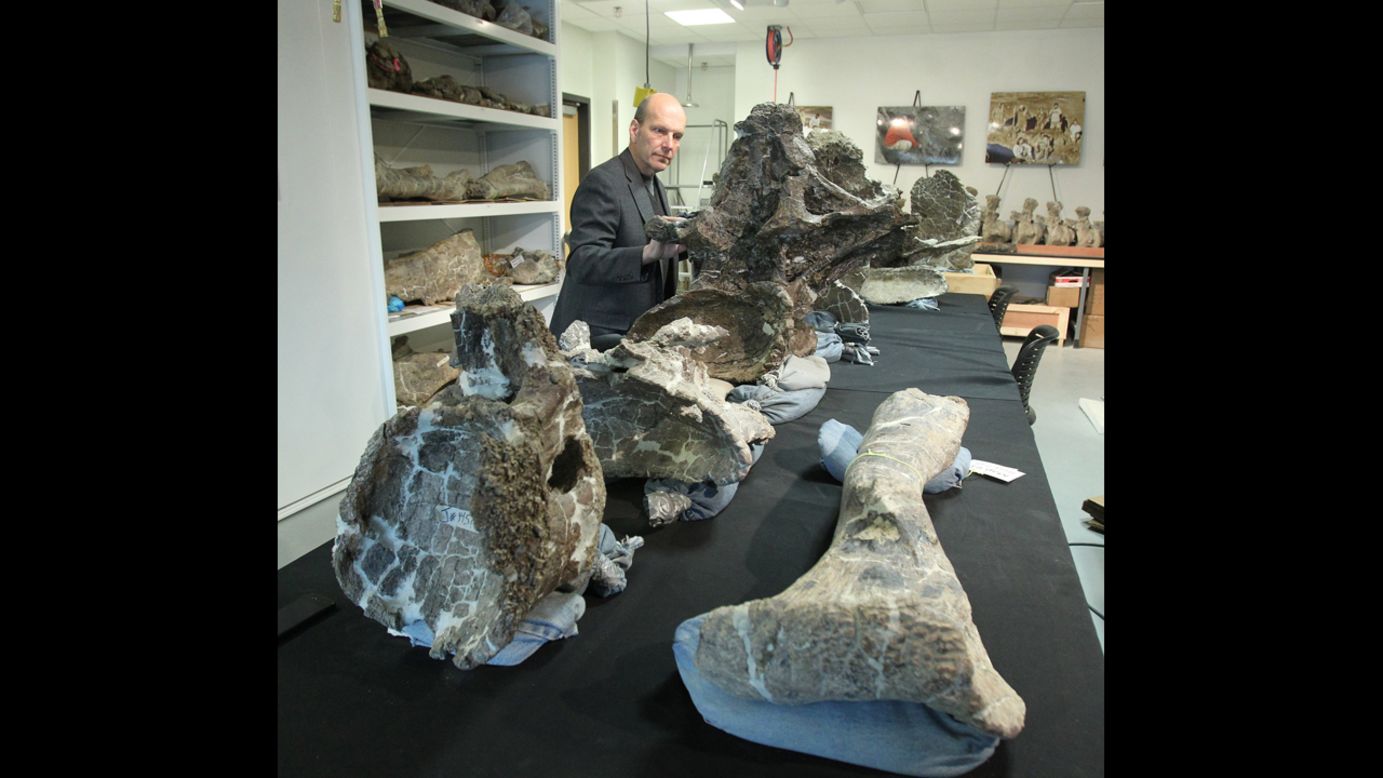 Scientists think they can learn a lot from this find largely because of how well-preserved the specimen is. Not including the head, the excavating teams were able to discover 70% of the bones, far more than most dinosaur finds.