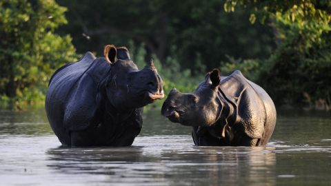An Indian one-horned rhinoceros and its calf wade through floodwaters Wednesday, August 27, at a submerged area of the Pobitora wildlife sanctuary in India.