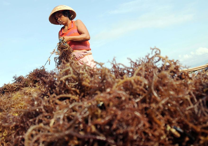 A Balinese woman harvests seaweed on the coast of laidback Nusa Penida island. 