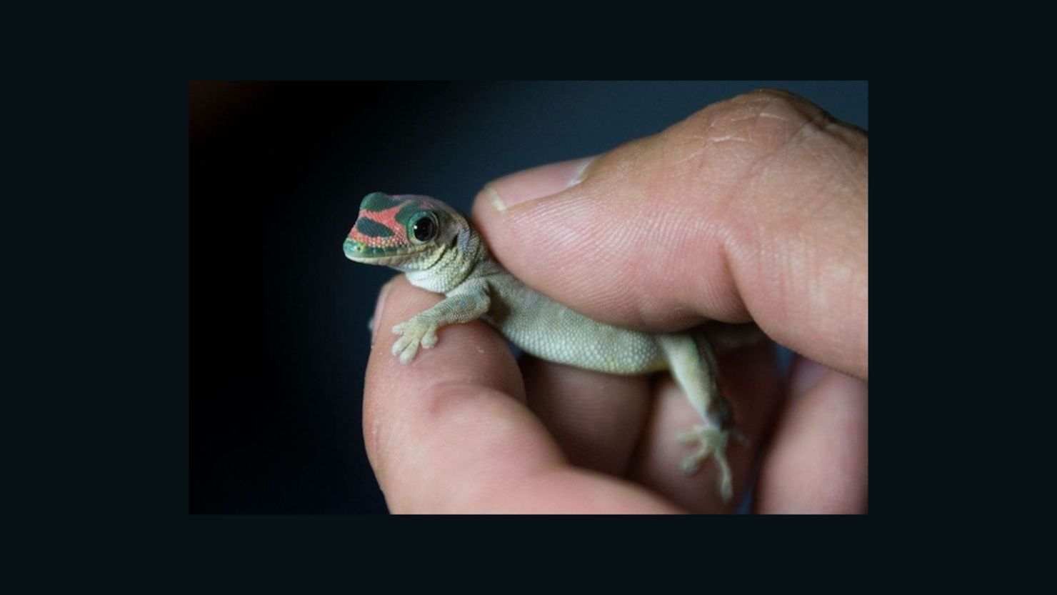 Apparently This Matters: Russian space sex geckos | CNN Business