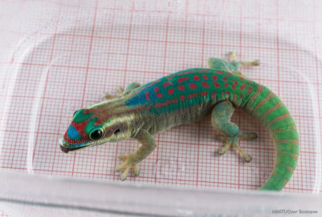 Apparently This Matters: Russian space sex geckos | CNN Business