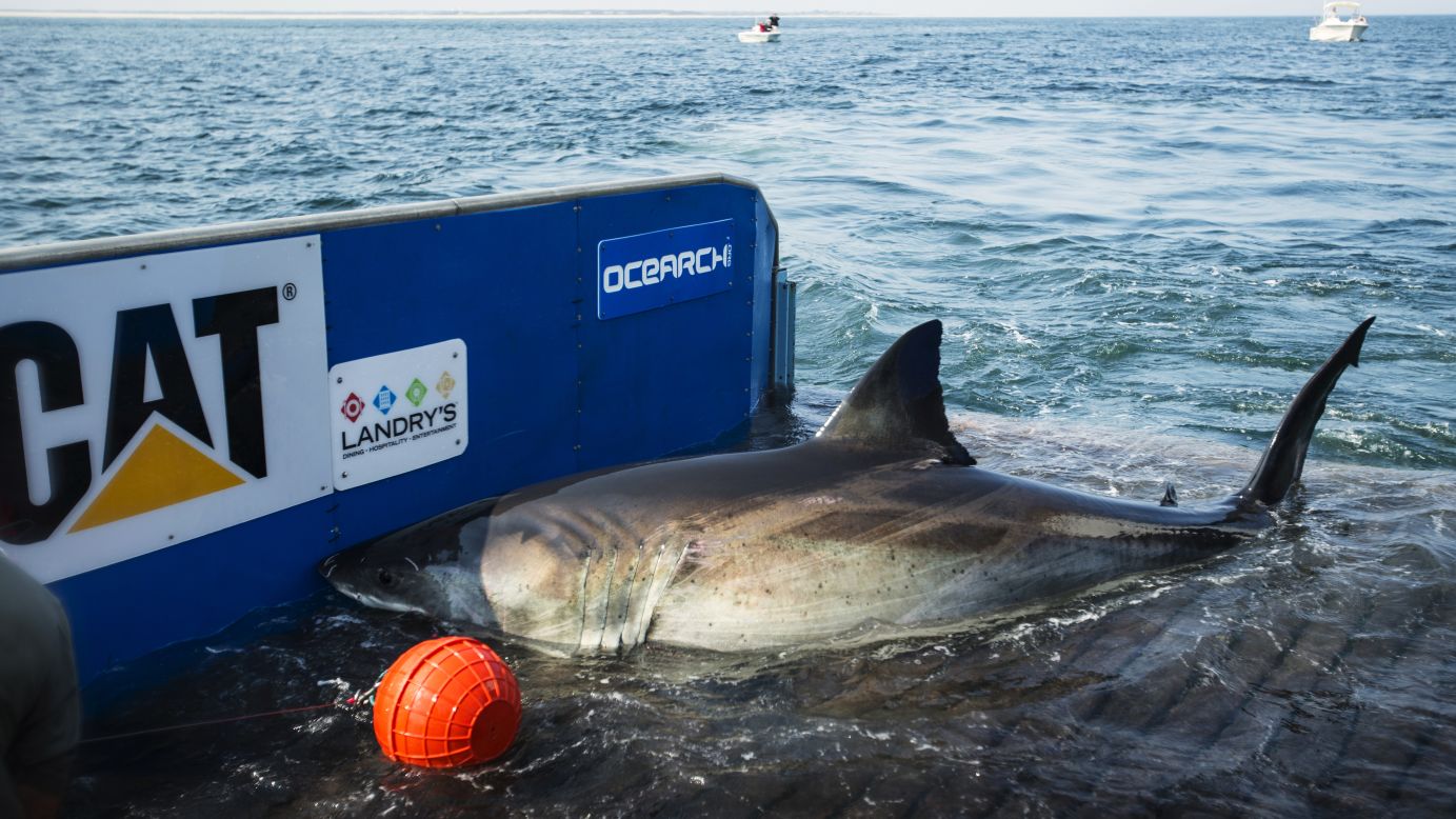 Tracking great white sharks | CNN
